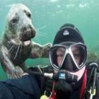  Foca “sorri” e faz pose para sair em fotografia de mergulhador