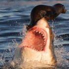 Foca escapa de ataque ao pular no nariz de tubarão