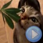 Gato Doidão Comendo  Maconha