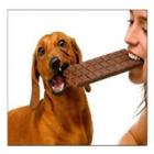 Cachorro pode comer chocolate? A Dúvida!