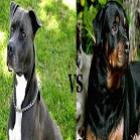 Pitbull vs Rottweiler. Qual é mais feroz? Fotos e vídeos!