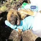 Filhotes de cachorro são encontrados vivos, enterrados em quintal. Veja o vídeo