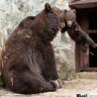 Ursa repreende duramente filhote, mas acaba se derretendo