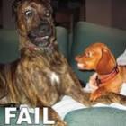 Top 10 Dog FAIL