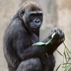 Genes de macacos mostram que temos gorilas entre nós