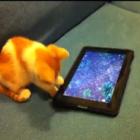 Gatinho brincando com iPad