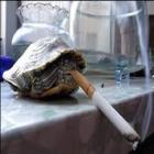 Tartaruga fumante é descoberta na China.