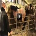 Cavalo + Parkour = Fail