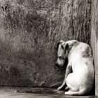 Diário de um cão, um emocionante relato da triste vida de um cão abandonado.