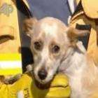 Cão arrisca sua vida para salvar quatro gatos de um incêndio