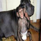 Bebê chimpanzé é adotado por cadela mastiff