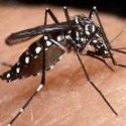 Para onde vão os mosquitos da dengue no inverno?