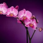 Orquídeas - As mais lindas fotografias