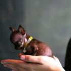 Conheça Milly, menor cachorro do mundo