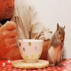 Esquilo viciado em cereais exige café da manhã todos os dias