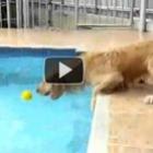 Labrador vs. piscina: fight!