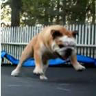 Bulldog pulando na cama elástica