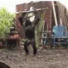 Macaco atira em guerrilheiros com uma AK-47