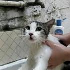 Gato diz que tomar banho é ruim