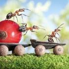 Formigas como você nunca viu! 