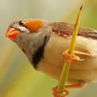 36 Fotos Incríveis de Pássaros na Natureza