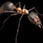 Formicium giganteum,a maior formiga de todos os tempos 