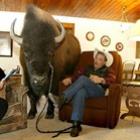 Canadense tem búfalo de 825 kg de estimação