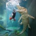 Nadar com os maiores crocodilos da Australia !