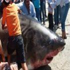 Pescadores tiram da água tubarão com seis metros de comprimento, no México