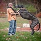  Dogue alemão é eleito o cão mais alto do mundo