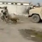 Soldados americanos expulsos do Iraque, por ovelhas.