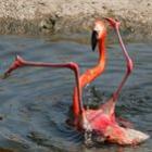 Flamingo se desequilibra e leva tombo em zoológico de Moscou