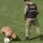 Cachorro invade jogo de futebol e dribla policial!