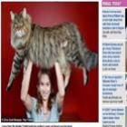 Gato australiano de 9 quilos é considerado o maior do mundo 