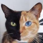 Vênus a famosa gata com o rosto de duas cores