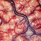 Um close do cérebro humano !