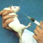 Governo quer menos testes de produtos com animais