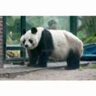 Panda mais velho do mundo morre em Berlim: veja vídeos muito fofos de pandas