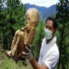 Cemitério de criaturas gigantes é encontrado na África central