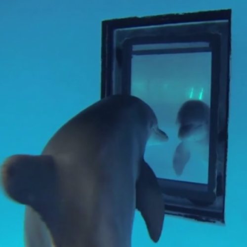 Será que golfinhos se reconhecem em um espelho?