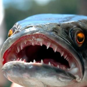 Peixe que sobrevive dias fora da água ameaça lago do Central Park