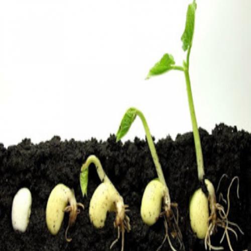 Como as sementes germinam?