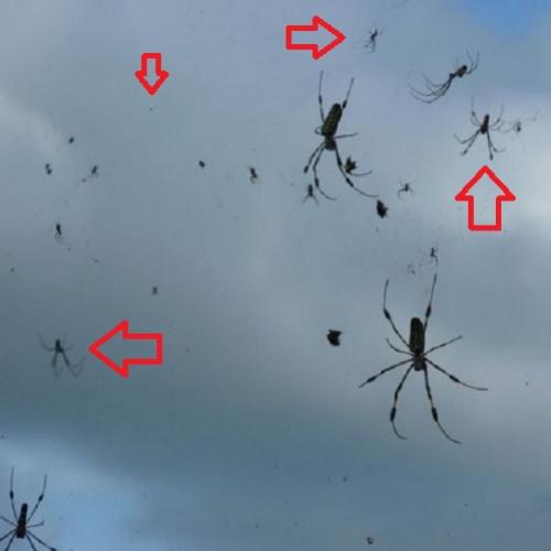 Milhões de aranhas caem do céu em cidade Australiana