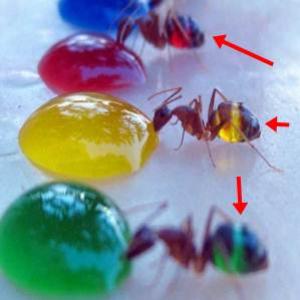 Como fazer o bumbum de uma formiga ficar colorido? 