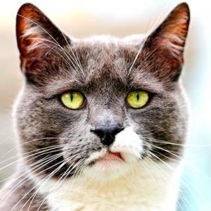 Campanha pretende acabar com gatos domésticos