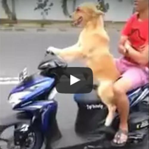 Cachorro leva o seu dono pra da uma volta de moto