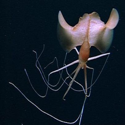 Conheça a lula que tem os maiores tentáculos da terra