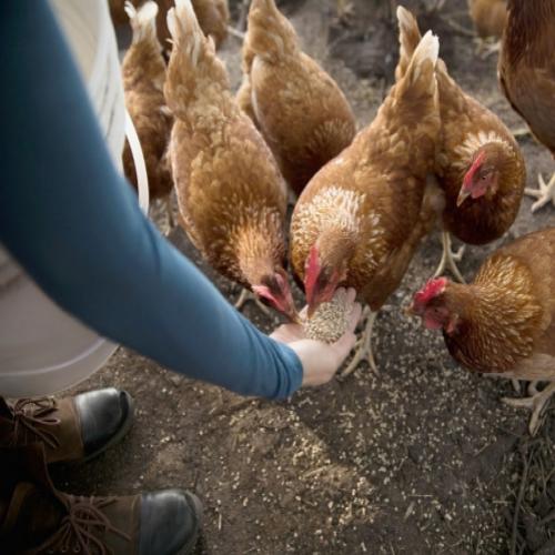 Americanos alugam de galinhas por causa do aumento do preço dos ovos