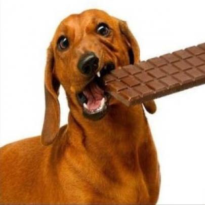 Por que os cachorros não podem comer chocolate ?