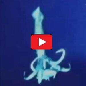 Veja imagens incríveis de lula gigante no fundo do mar
